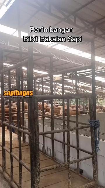 Penimbangan-Bibit-Bakalan-Sapi